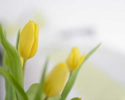 Tulpen