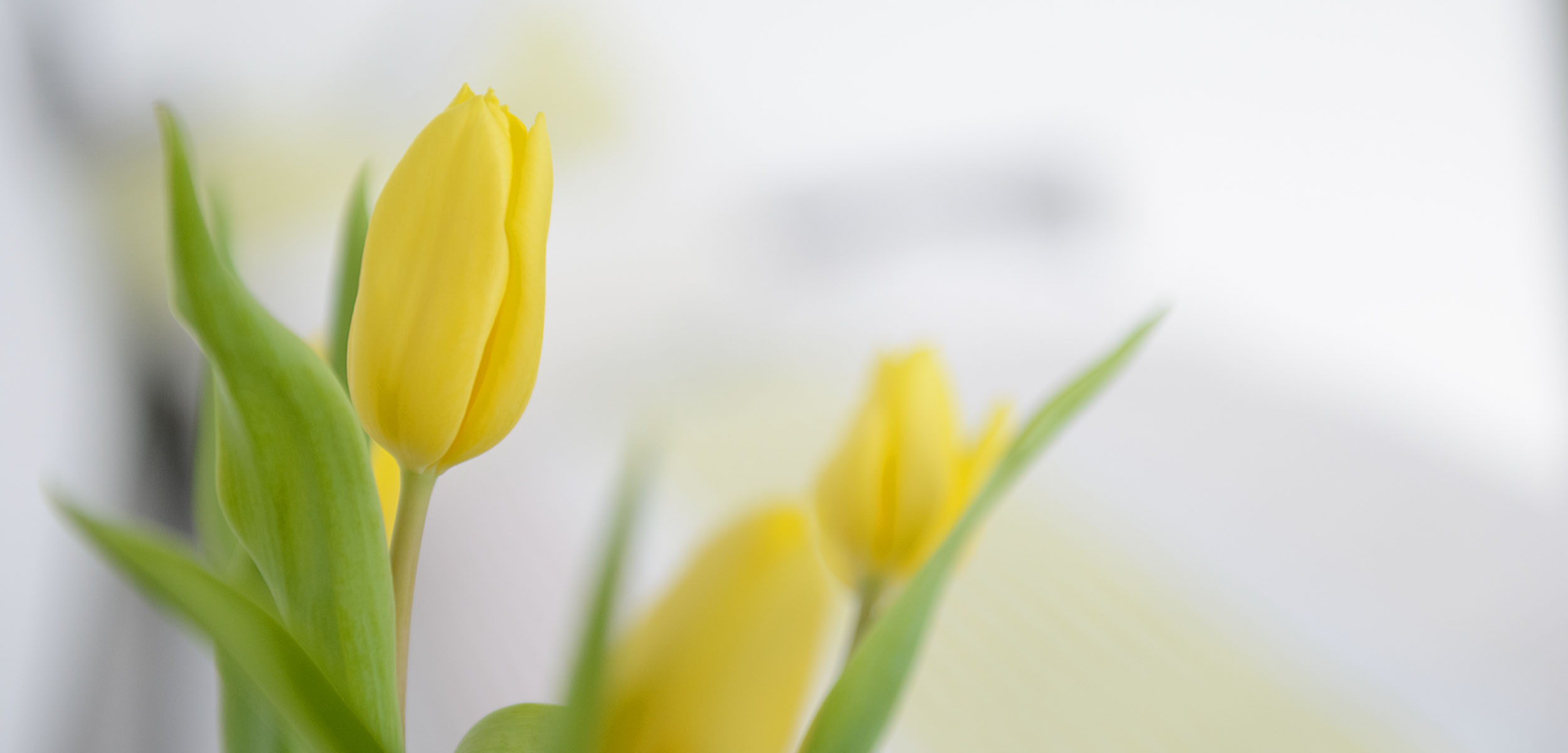 Nahaufnahme einer gelben Tulpe mit grünen Blättern im Fokus, während eine andere gelbe Tulpe im Hintergrund vor einem weichen, weißen Hintergrund verschwommen ist.